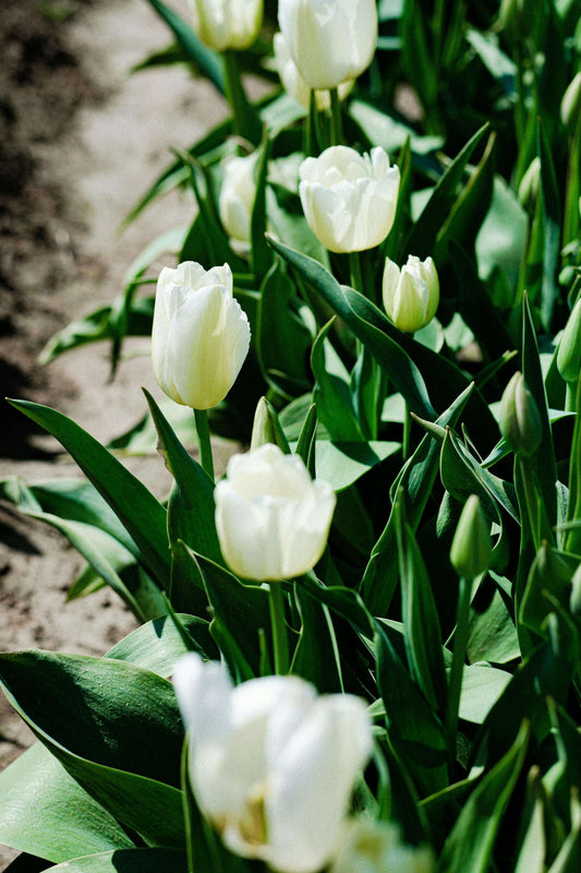 Spring on the Flower Farm: Everything. Is. In. The. Ground.