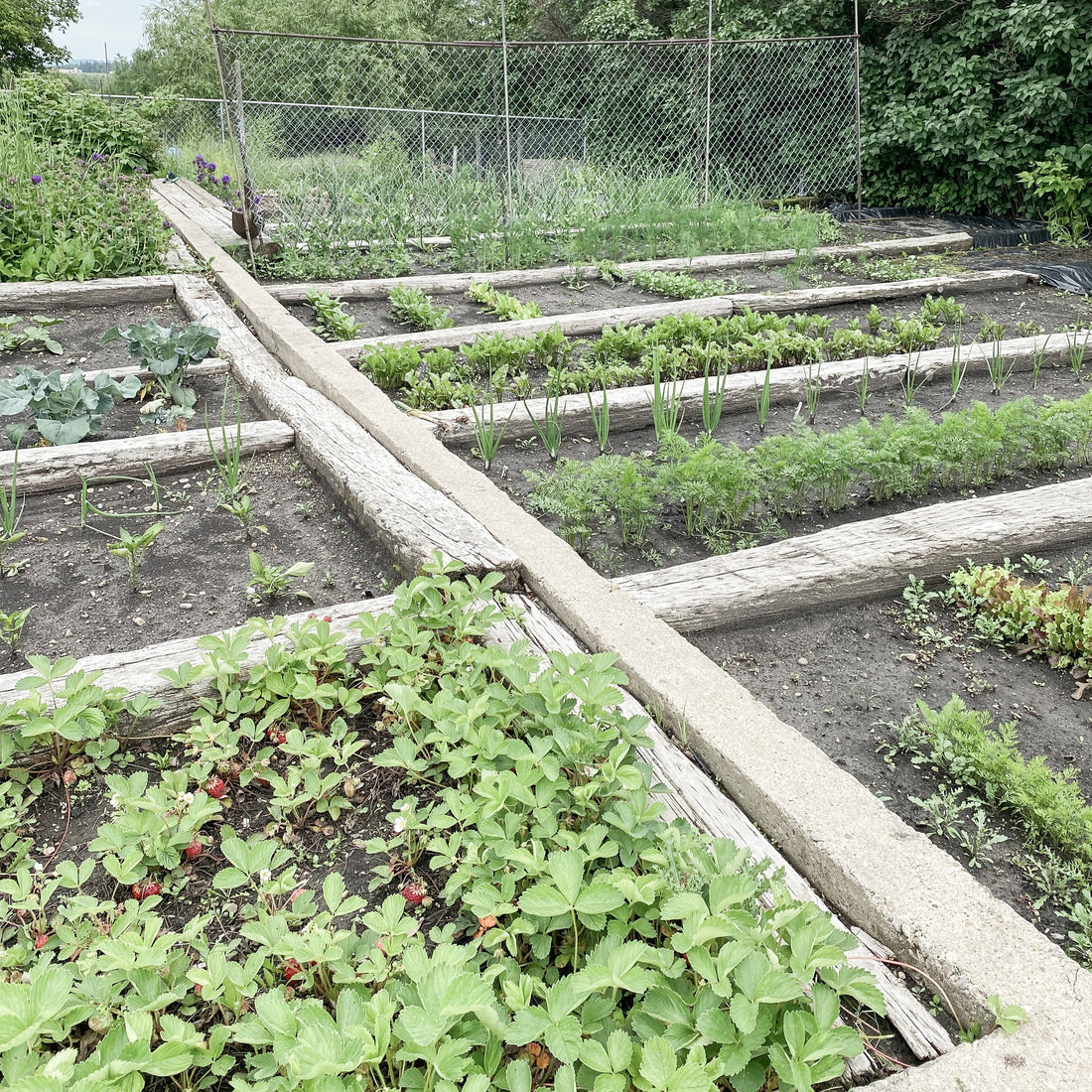 Planning your garden
