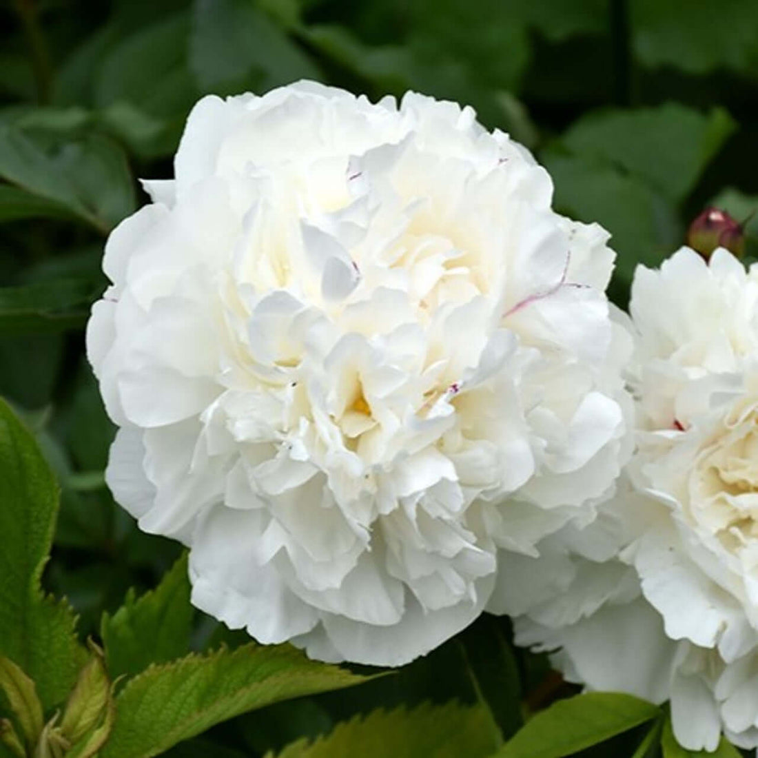 Planting Peonies 101
