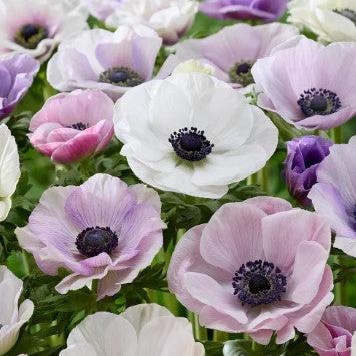 Anemone 'Carmel Pastel Mix'