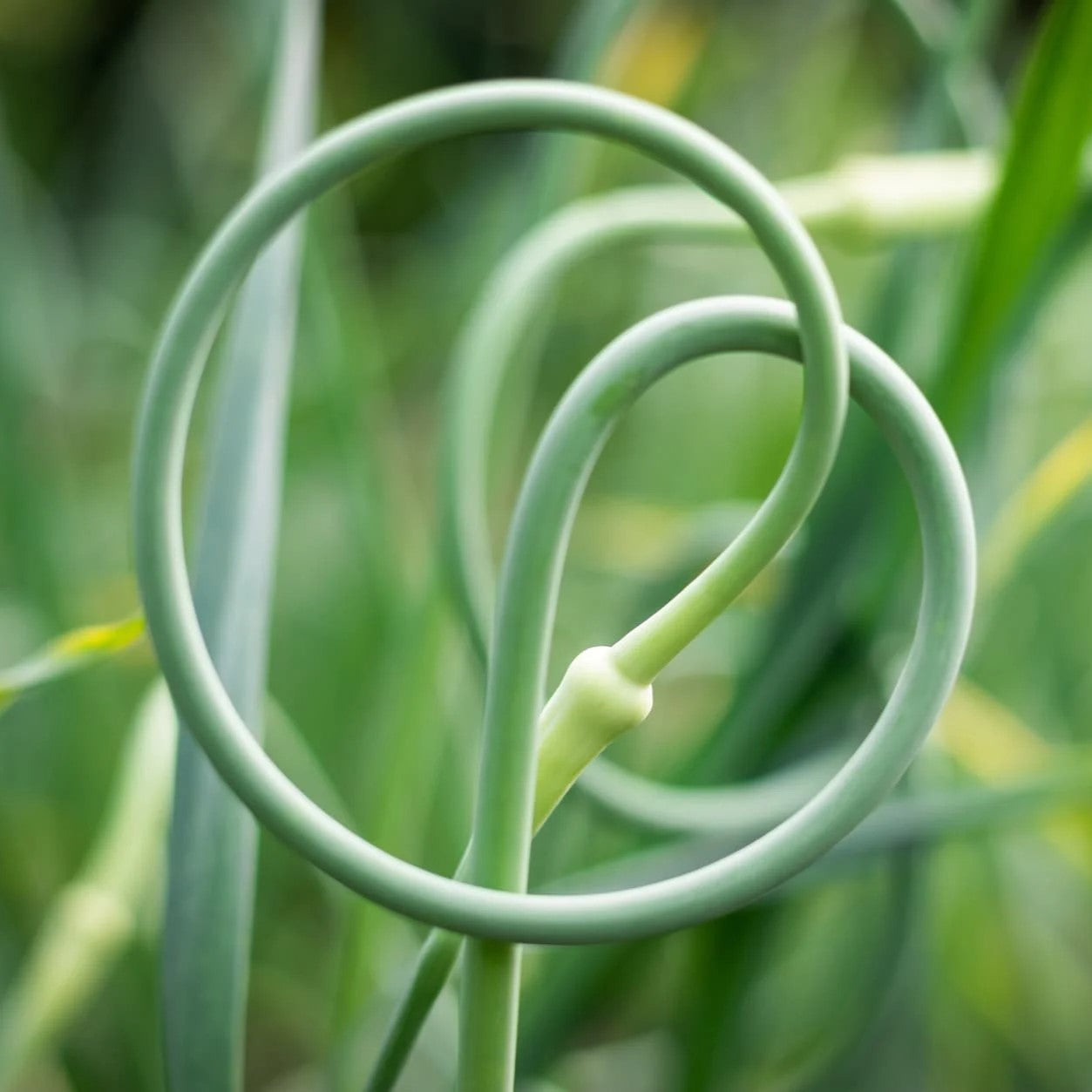 Garlic Scapes