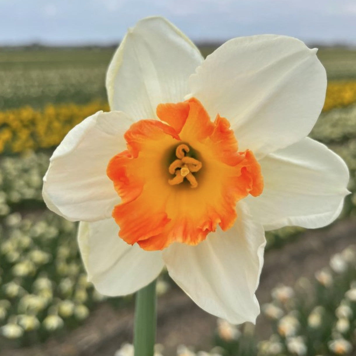 Narcissus 'Over Easy'