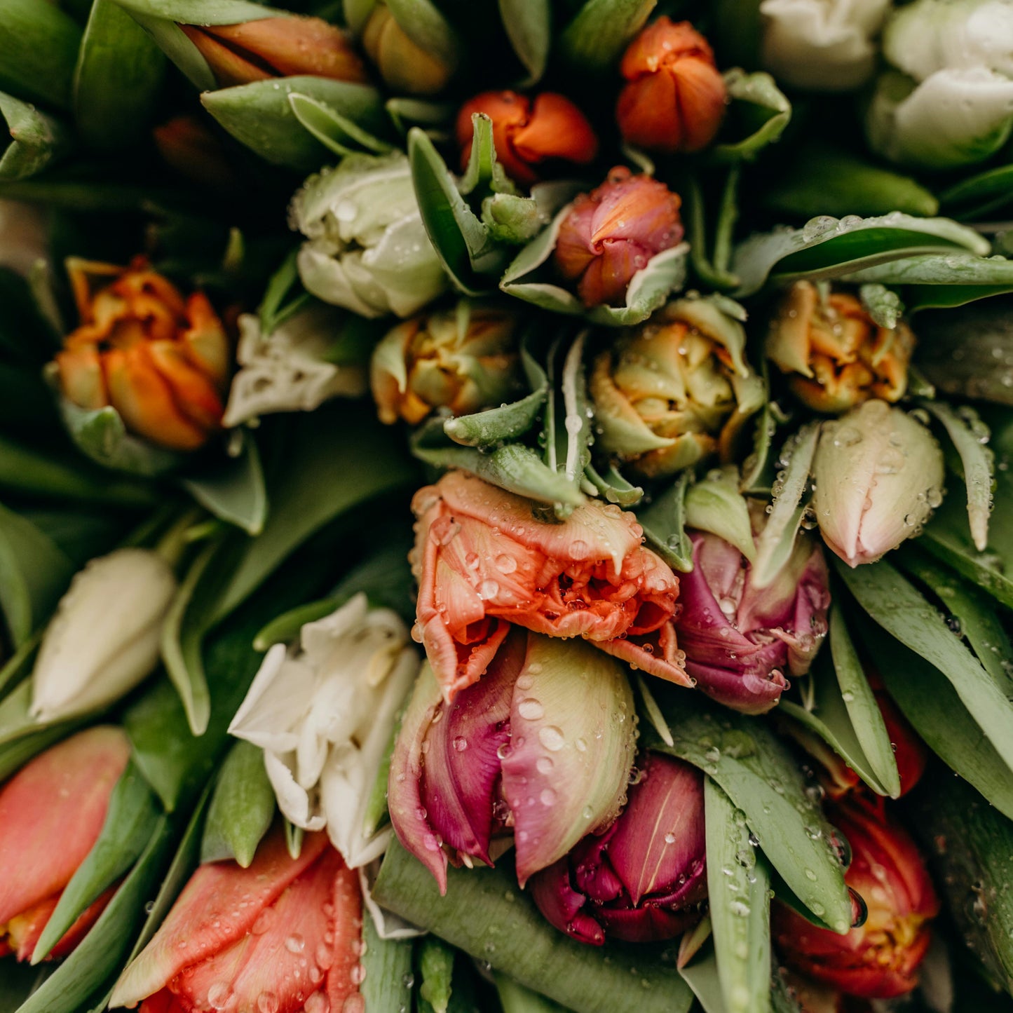 Tulip Bloom Bundle (Season Closed)