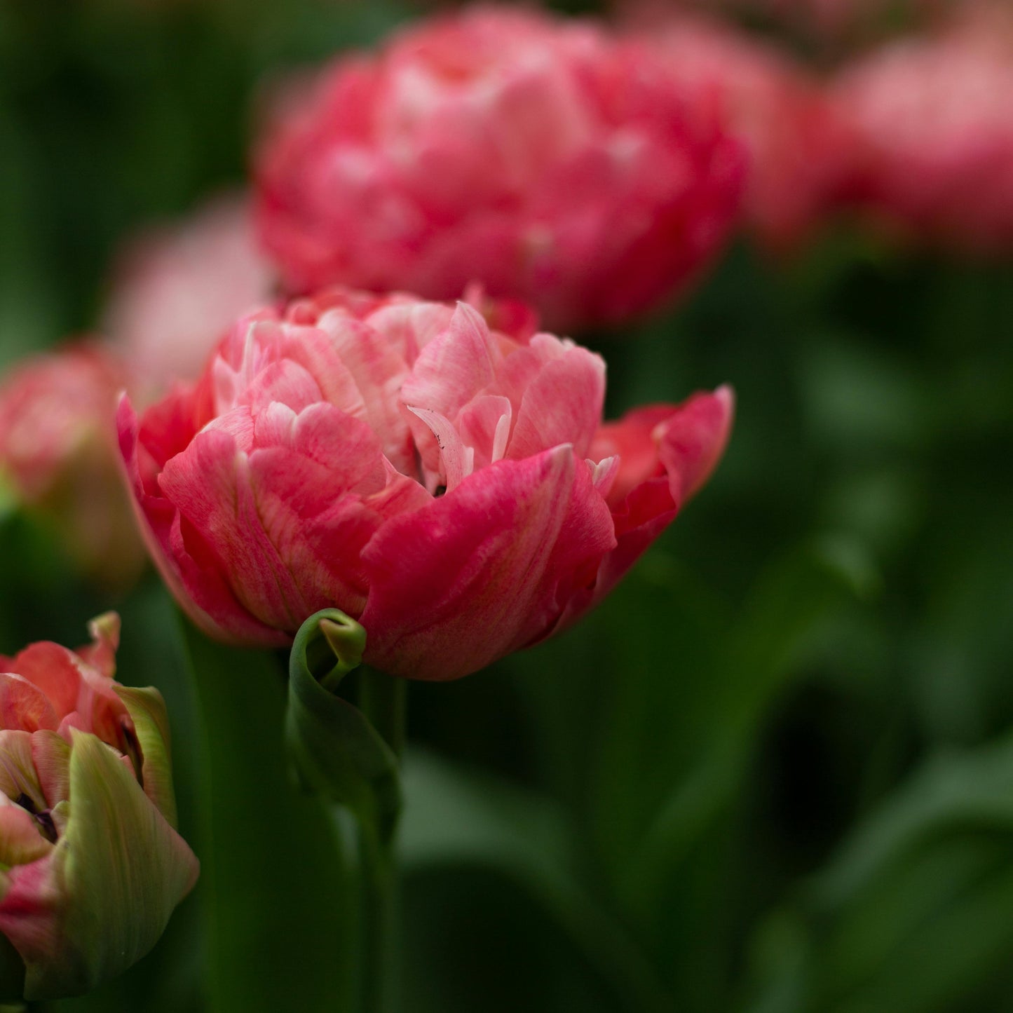 Tulip Bloom Bundle (Season Closed)