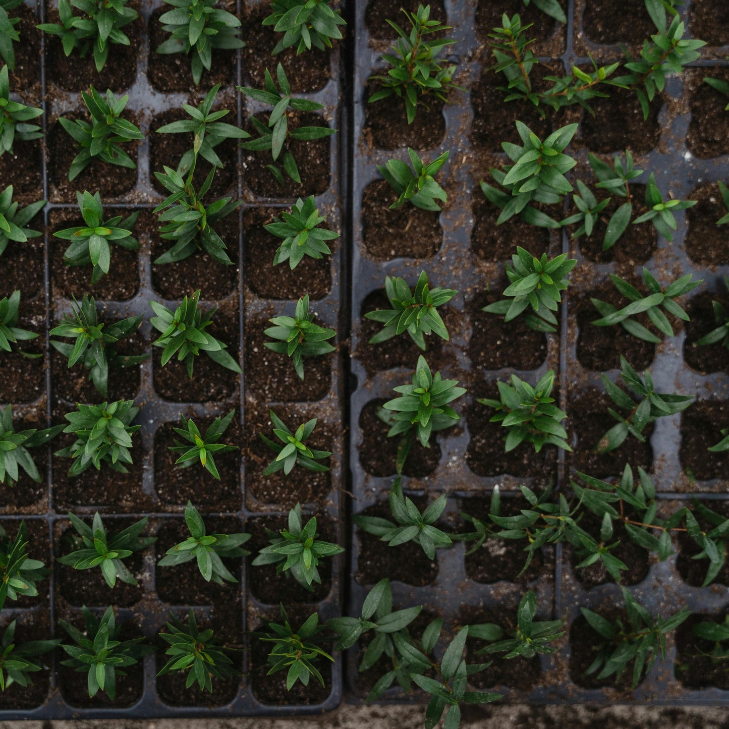 The Flower Farm Starter Kit