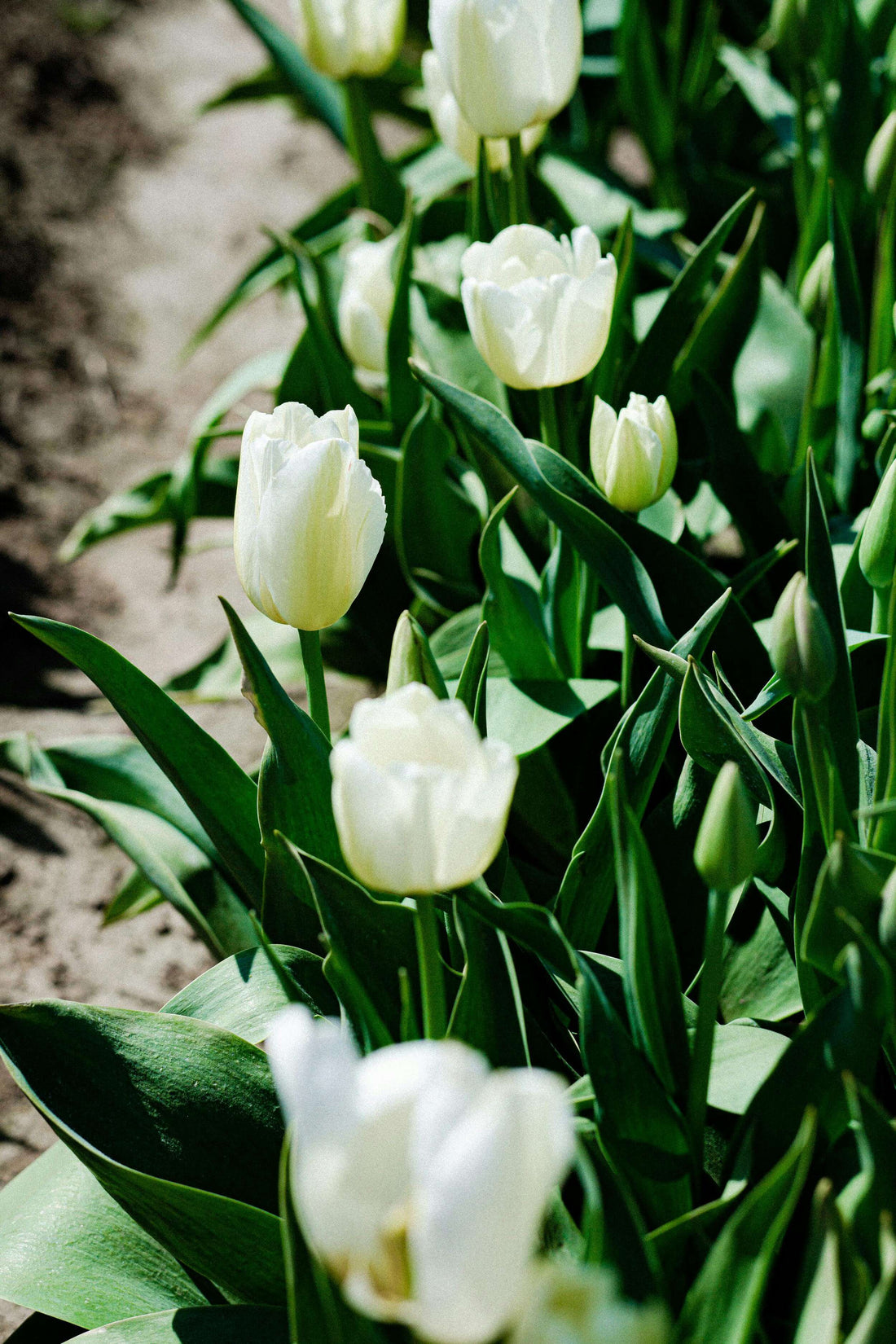 Spring on the Flower Farm: Everything. Is. In. The. Ground.