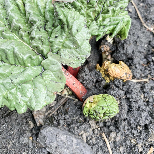 When the soil is workable...what to plant?