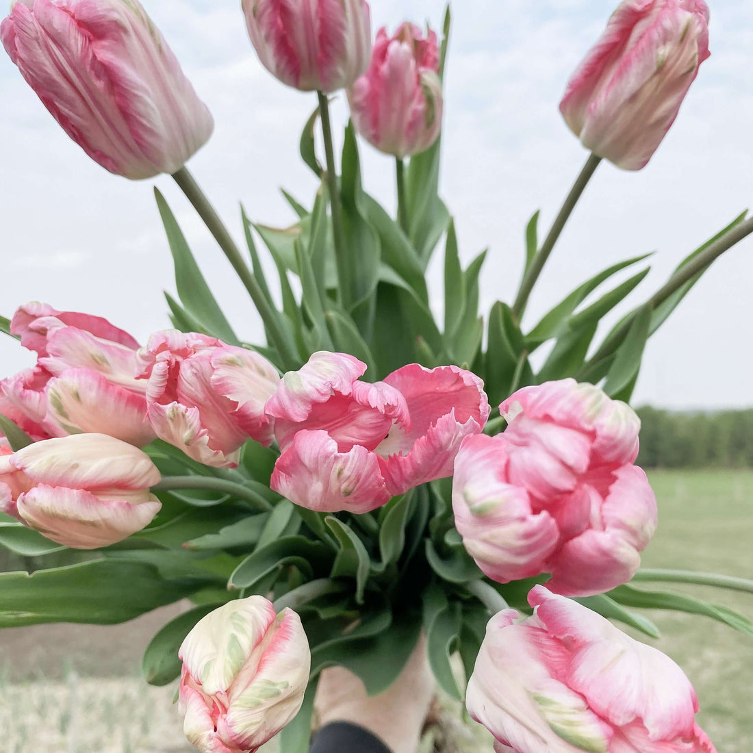 Harvesting Tulips & Long Life Care