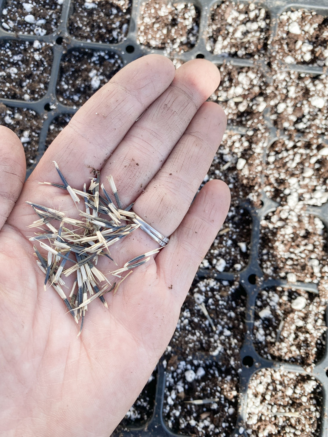Two New Beginnings: Basement Seedlings and a Baby on the Farm