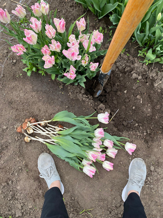 Tulip Subscriptions in Alberta: What to Expect