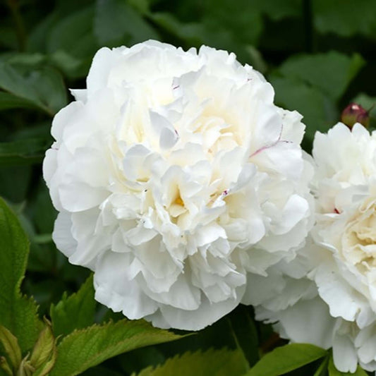 Planting Peonies 101