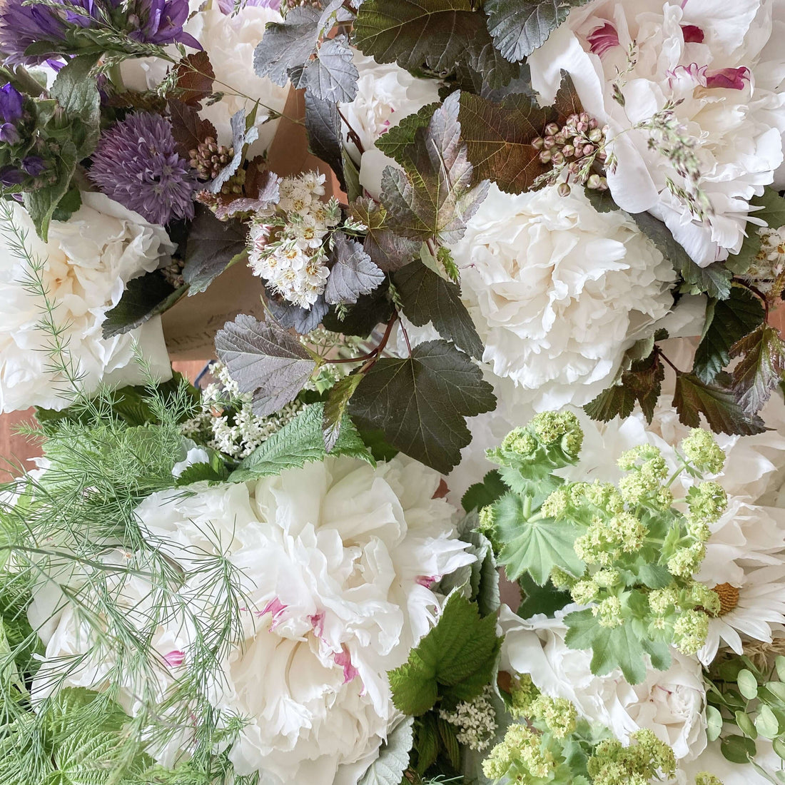 Looking After Your Peony Plants