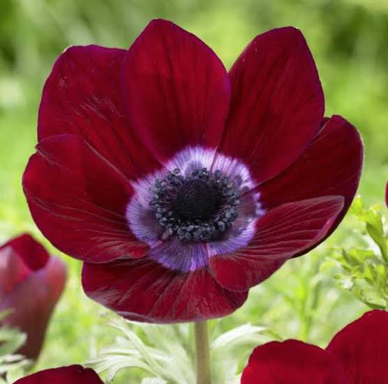 Anemone 'Bordeaux'