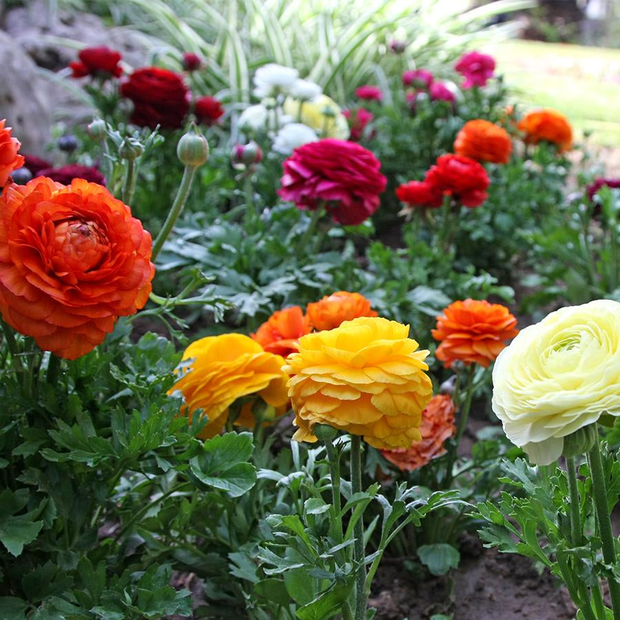 Ranunculus 'Mixed'