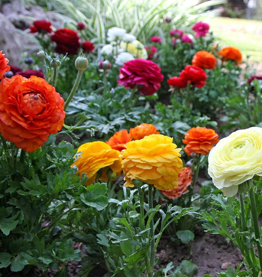 Ranunculus 'Mixed'