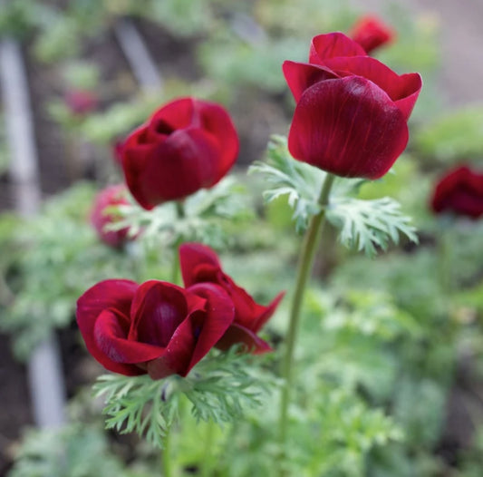 Anemone 'Bordeaux'