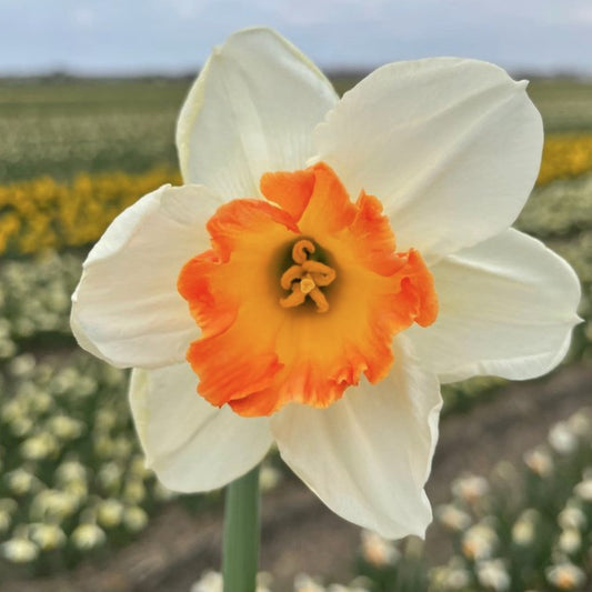 Narcissus 'Over Easy'