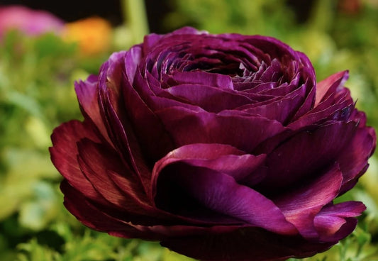 Ranunculus 'Pauline'