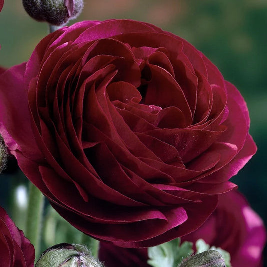 Ranunculus 'Pauline'