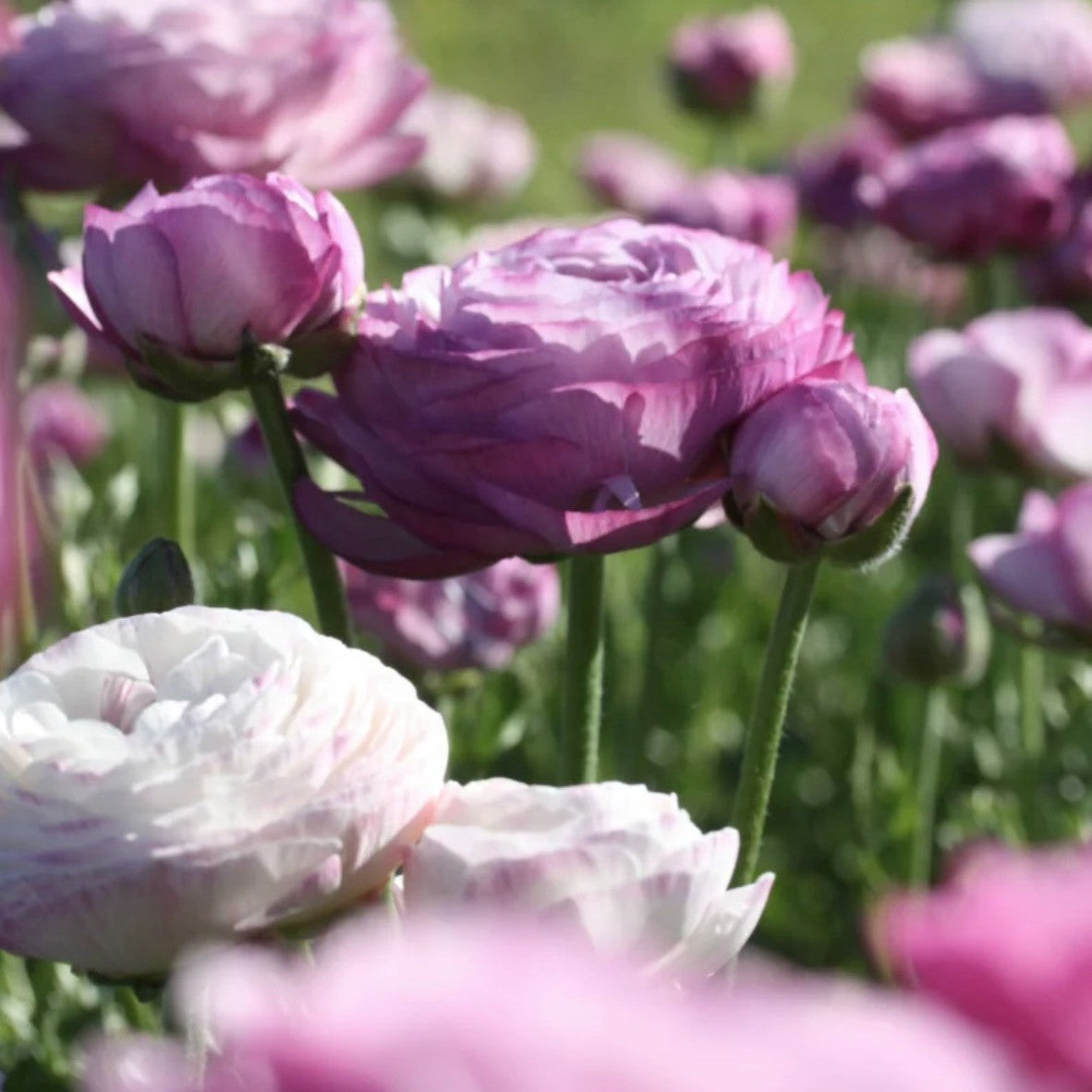 Ranunculus 'Purple Jean'