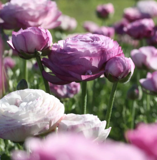 Ranunculus 'Purple Jean'