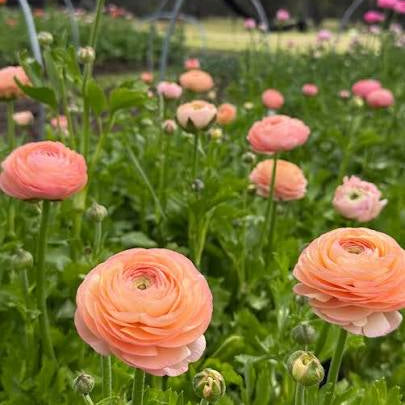 Ranunculus 'Salmon'