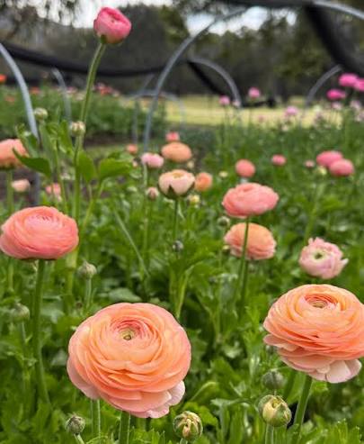 Ranunculus 'Salmon'