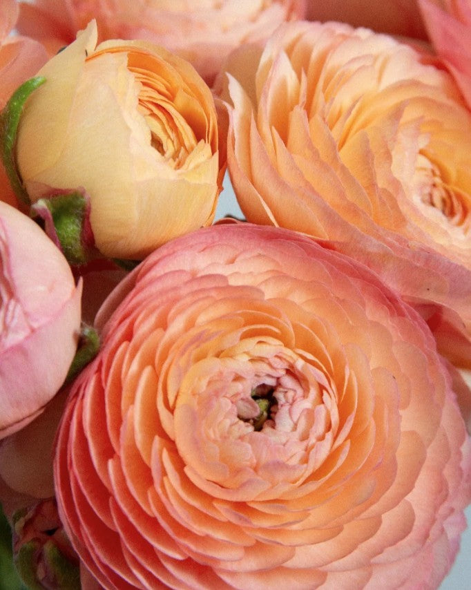Ranunculus 'Salmon'