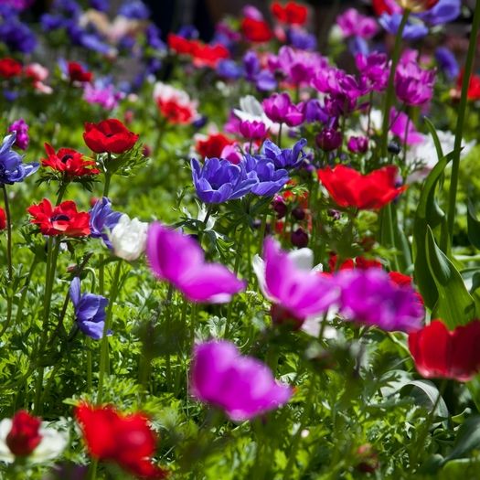 Anemone 'De Caen Mix'